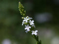 100 Seeds White Vervain Verbena urticifolia Wildflower