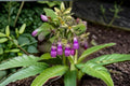 1 Seeds True Comfrey Symphytum officinale Hardy Perennial Herb