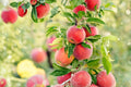 30 Seeds Apple Tree Malus pumila Hardy Fruit Tree