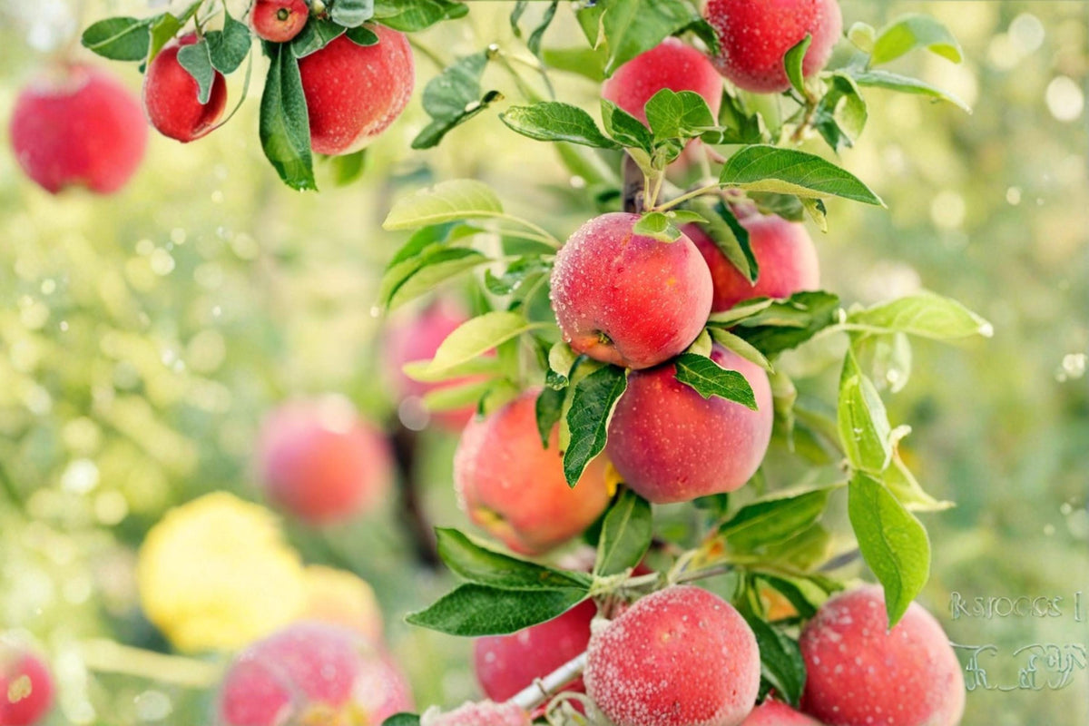 30 Seeds Apple Tree Malus pumila Hardy Fruit Tree