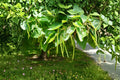50 Seeds Catalpa Tree Catalpa speciosa Shade Ornamental Hardy