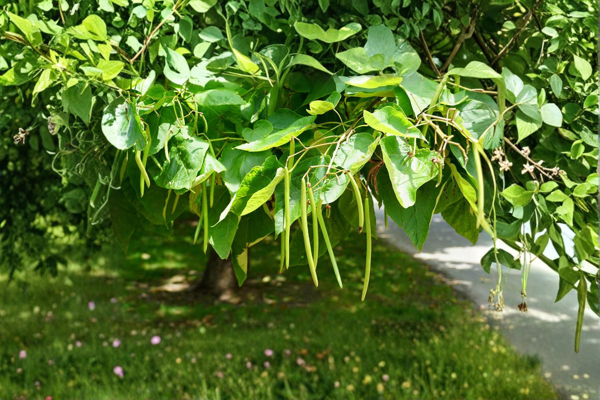 50 Seeds Catalpa Tree Catalpa speciosa Shade Ornamental Hardy