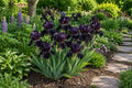 Black Dragon Iris Seeds - 50 Premium Iris germanica for Home Gardening, Borders & Containers, Black & Purple Blooms