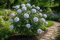 American Bittersweet Seeds 10 Pack - Celastrus scandens Climbing Vine for Garden, Foliage, and Fall Color