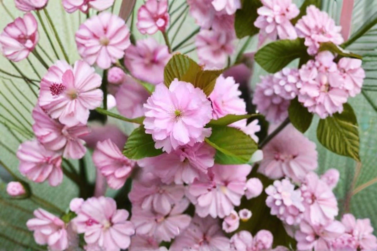 10 Seeds Japanese Cherry Blossom Sakura Tree Prunus serrulata Ornamental Flowering Tree