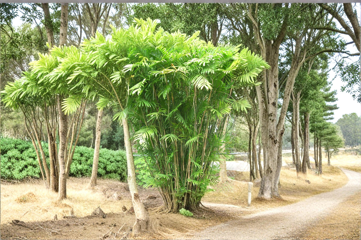 10 Seeds Bamboo Palm Chamaedorea seifrizii Tropical Palm Indoor Houseplant