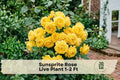 Sunsprite Rose Live Plant – Golden Yellow Floribunda Rose Bush for Garden, Borders, and Cut Flowers – Rosa 'Sunsprite'