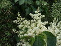 Japanese Tree Lilac Seeds – Syringa amurensis japonica, Ornamental Flowering Tree, Creamy White Blooms, Garden Landscape Plant