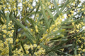 Hop Wattle Seeds – Acacia stricta Native Tree with Yellow Flowers, Australian Native Plant for Gardens and Landscapes