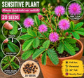 Sensitive Plant Seeds – Mimosa quadrivalis var. nuttallii Pink Flowers, Touch-Responsive Perennial, Indoor & Outdoor Gardening