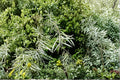 Coyote Willow Cuttings – 1 Live Cutting, Salix exigua, Fast-Growing Native Shrub for Erosion Control & Privacy Screening