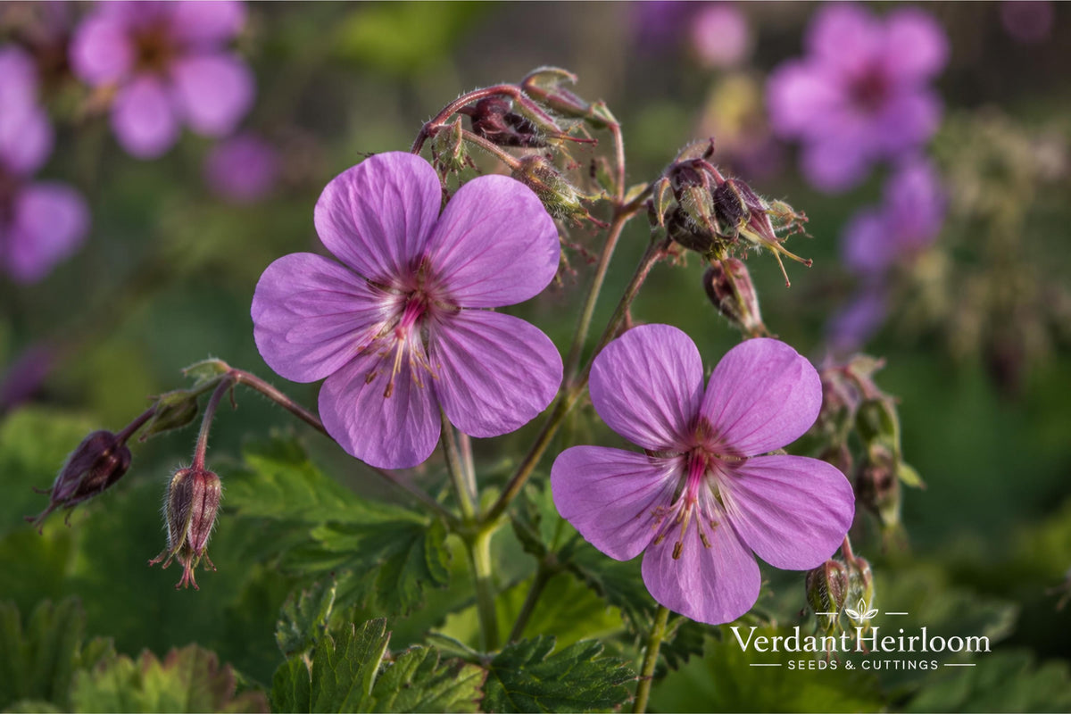 Big Root Geranium Plants – Geranium macrorrhizum Groundcover Perennial – Live Bare Root Plants, Purple-Pink Flowers