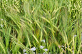 Barley Seed for Planting – Whole Grain Hordeum vulgare – Cereal Grain for Garden and Grain Growing