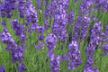 True English Lavender Vera Seeds – 175 Lavandula angustifolia Perennial Herb for Gardens, Borders, and Landscapes