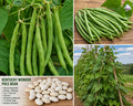 Kentucky Wonder Pole Bean Seeds – Phaseolus vulgaris Climbing Vegetable for Garden, 20 Seeds