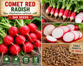 Comet Red Radish Seeds – Raphanus sativus, Crisp White Flesh, Fast-Maturing Annual Vegetable, Full Sun, 360 Seeds