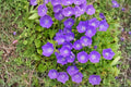 Tussock Bellflower Seeds – Campanula carpatica Lavender Perennial Flower for Borders, Rock Gardens & Cottage Landscapes