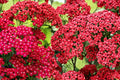 Red Yarrow Seeds – Achillea millefolium Perennial Flower, Drought Tolerant, Red Blooms, Full Sun, 700 Seeds