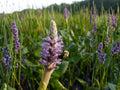 10 Pickerel Weed Seeds Pontederia cordata Wetland Wildflower for Rain Garden