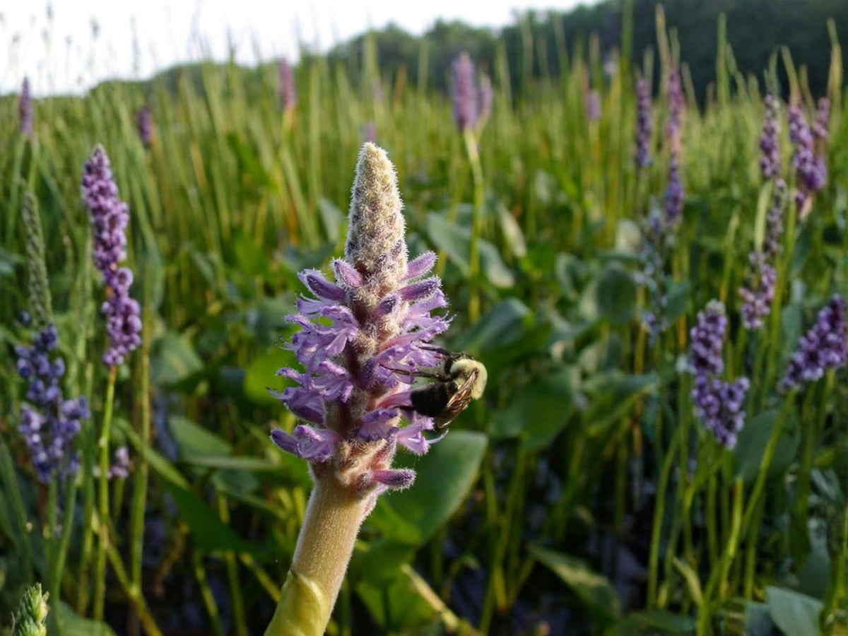 10 Pickerel Weed Seeds Pontederia cordata Wetland Wildflower for Rain Garden