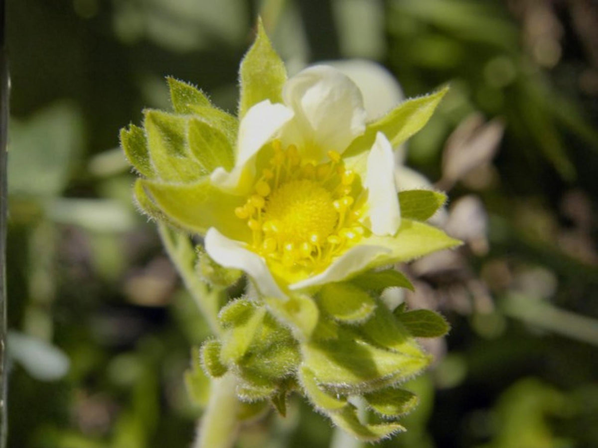 500 Seeds Prairie Cinquefoil Potentilla arguta Native Wildflower Pollinator Garden