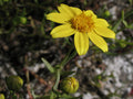 100 Yellowray Goldfields Seeds Lasthenia glabrata Yellow Wildflower Pollinator Garden