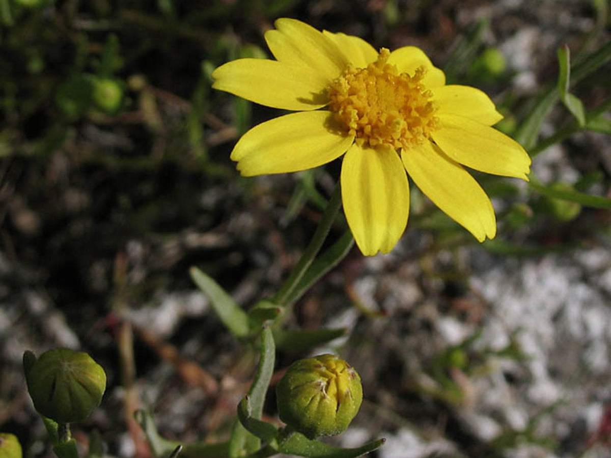 100 Yellowray Goldfields Seeds Lasthenia glabrata Yellow Wildflower Pollinator Garden