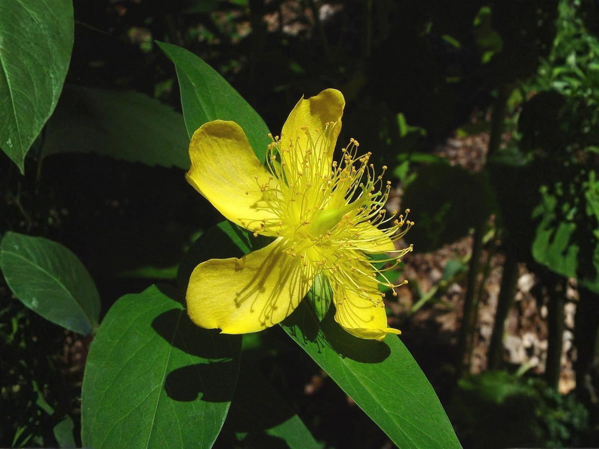 500 Great St John's Wort Seeds Hypericum pyramidatum Pollinator Wildflower