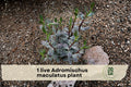 Live Adromischus maculatus Succulent Plant - Calico Hearts, Spotted Grey-Green Foliage, Easy Care, Indoor & Container Use
