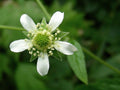 200 White Avens Seeds Geum canadense Wildflower Pollinator Cottage Garden