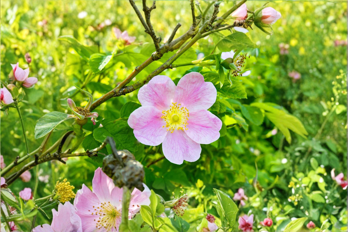 50 Seeds Woods Rose Rosa woodsii Wild Rose Shrub Hardy Native