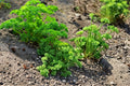 Curled Parsley Seeds 105 Pack – Petroselinum crispum Culinary Herb for Garden, Container, and Kitchen Use