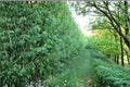 Live Aussie Willow Plant - Hybrid Willow Tree for Privacy Screens & Shade - Salix Hybrid - Fast Growing Landscape Tree