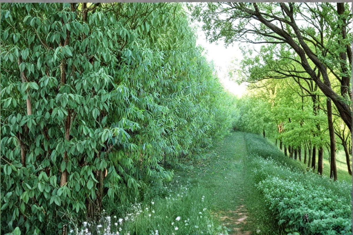 1 Live Plant Aussie Willow Hybrid Tree Fast Growing Shade Privacy Screen