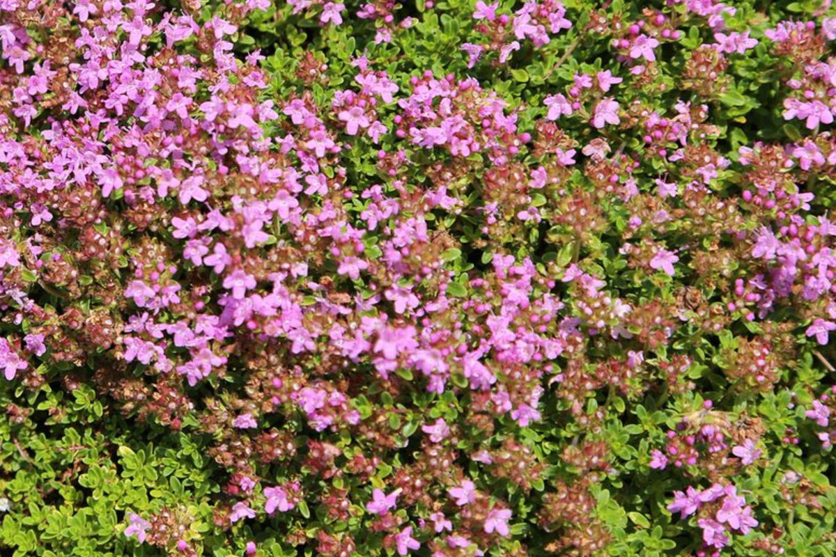 Creeping Thyme Seeds 880 Pack – Thymus serpyllum Ground Cover for Pathways, Rock Gardens, Herb Gardens