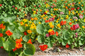 Tom Thumb Nasturtium Seeds – Dwarf Edible Flower Mix, Tropaeolum majus, Bright Colorful Blooms, Garden, Container, Border Plant