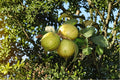 Guava Fruit Bonsai Tree Seeds – Psidium guajava Tropical Fruit Plant for Container Gardening and Landscaping