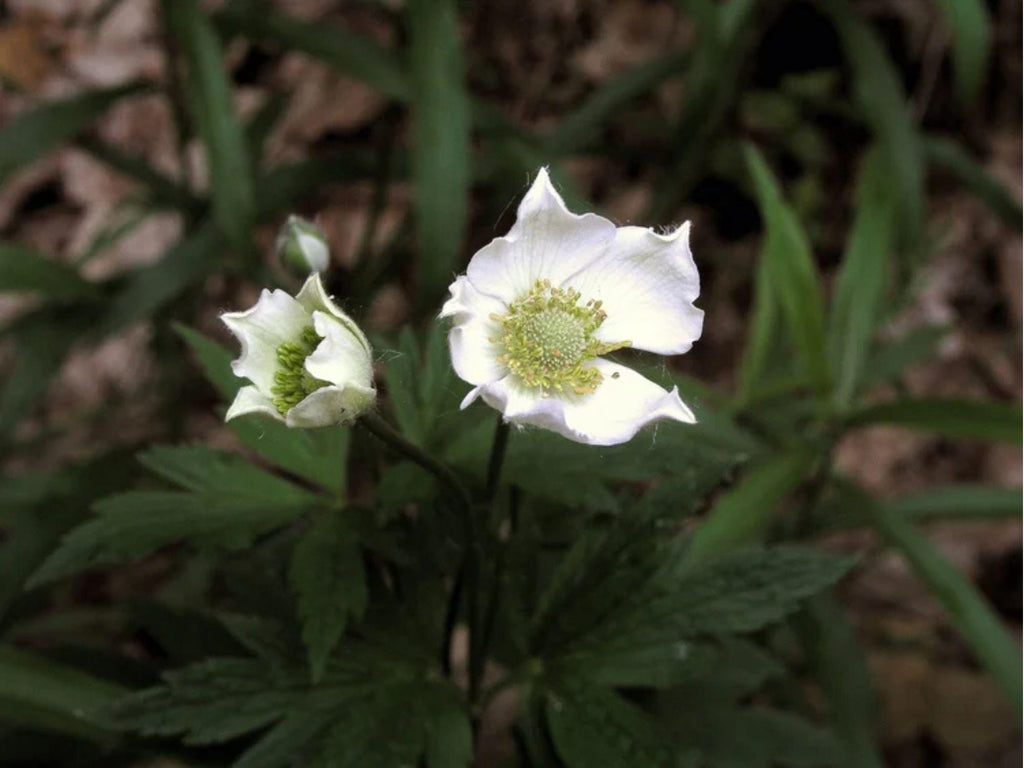 100 Anemone cylindrica Thimbleweed Seeds Wildflower Pollinator Garden