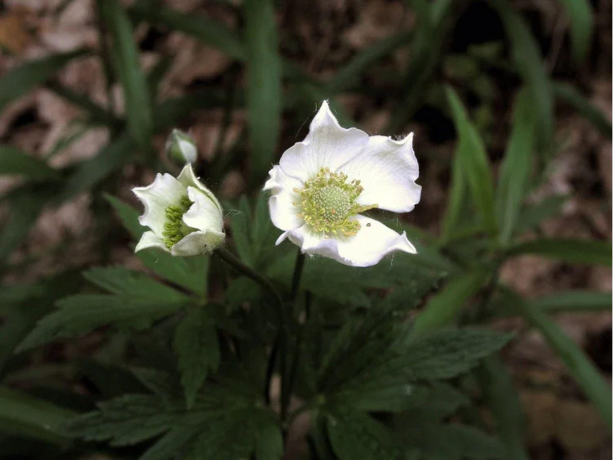 100 Anemone cylindrica Thimbleweed Seeds Wildflower Pollinator Garden