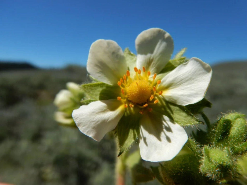 100 Seeds Prairie Cinquefoil Drymocallis arguta Wildflower Pollinator Cottage Garden