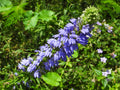 100 Great Blue Lobelia Seeds Lobelia siphilitica Wetland Wildflower Rain Garden