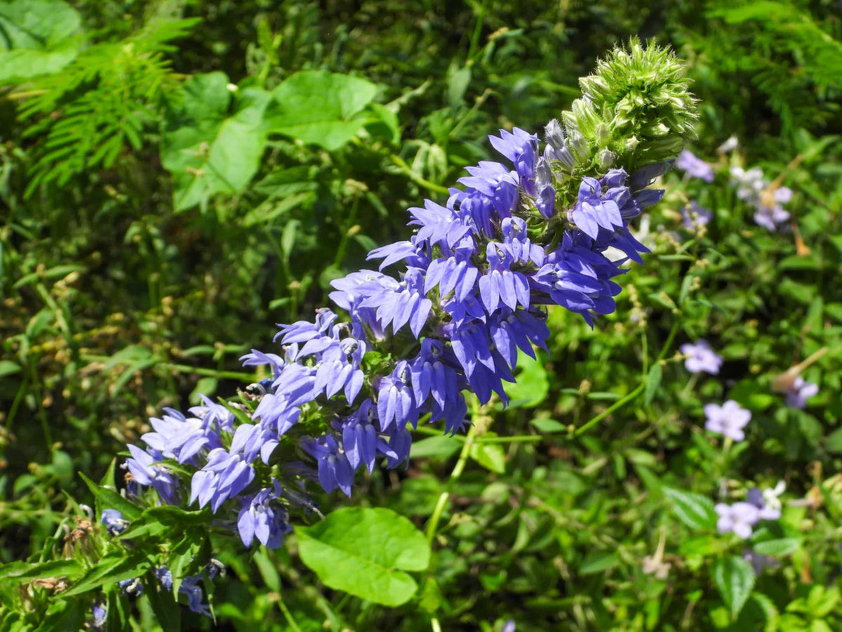 100 Great Blue Lobelia Seeds Lobelia siphilitica Wetland Wildflower Rain Garden