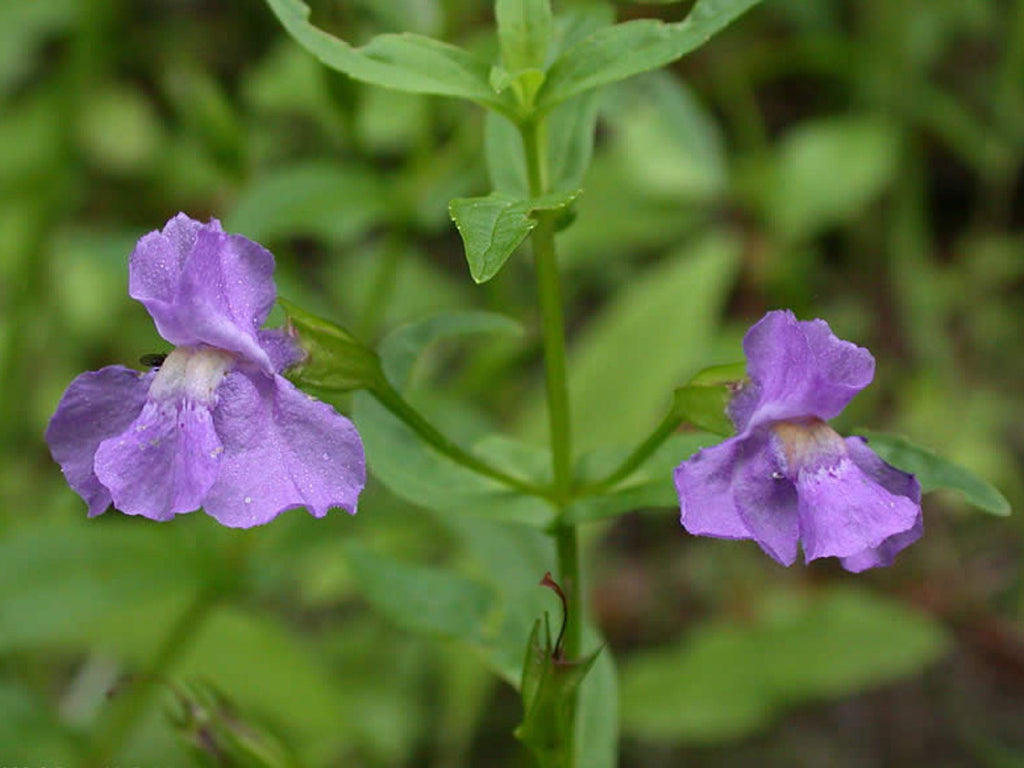 1000 Seeds Monkey Flower Mimulus ringens Wetland Wildflower Perennial Moisture Loving