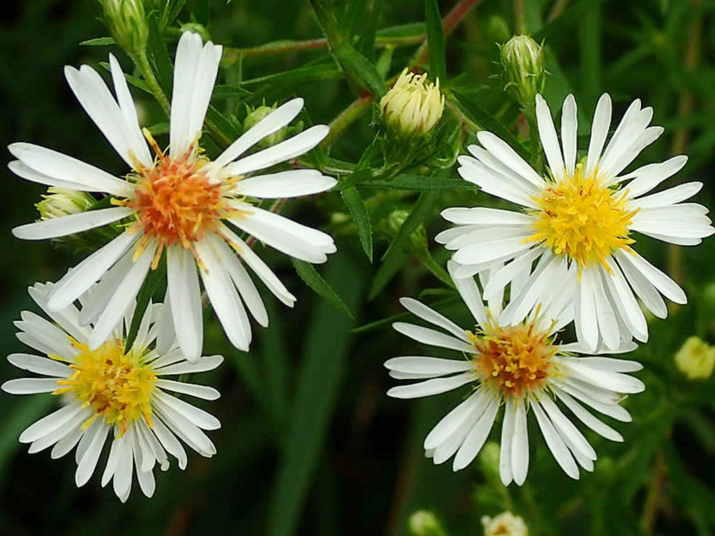 100 Symphyotrichum lanceolatum Panicled Aster Seeds Wildflower Pollinator Garden