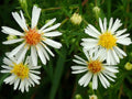 100 Symphyotrichum lanceolatum Panicled Aster Seeds Wildflower Pollinator Garden