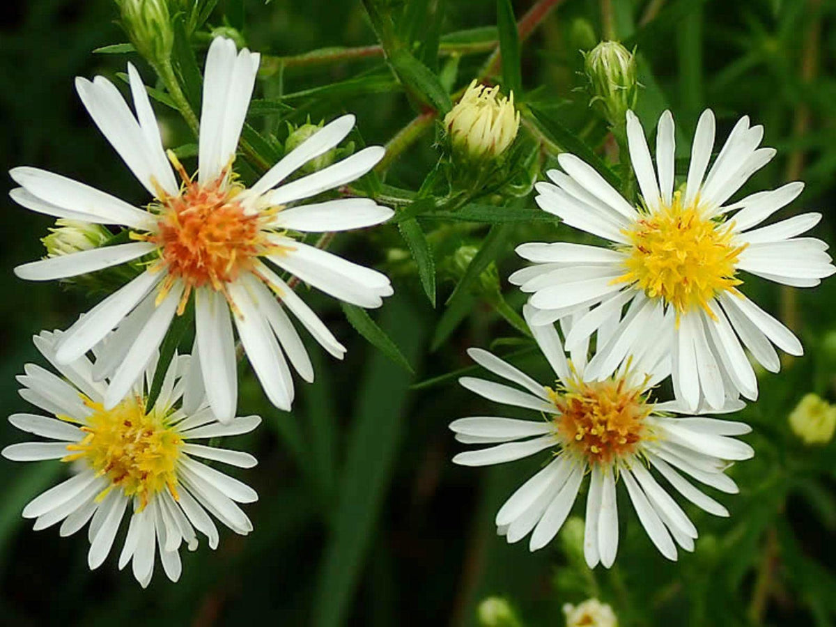 100 Symphyotrichum lanceolatum Panicled Aster Seeds Wildflower Pollinator Garden