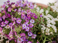 100 Seeds Dwarf Pink Sweet Alyssum Lobularia maritima Flower Seeds for Planting