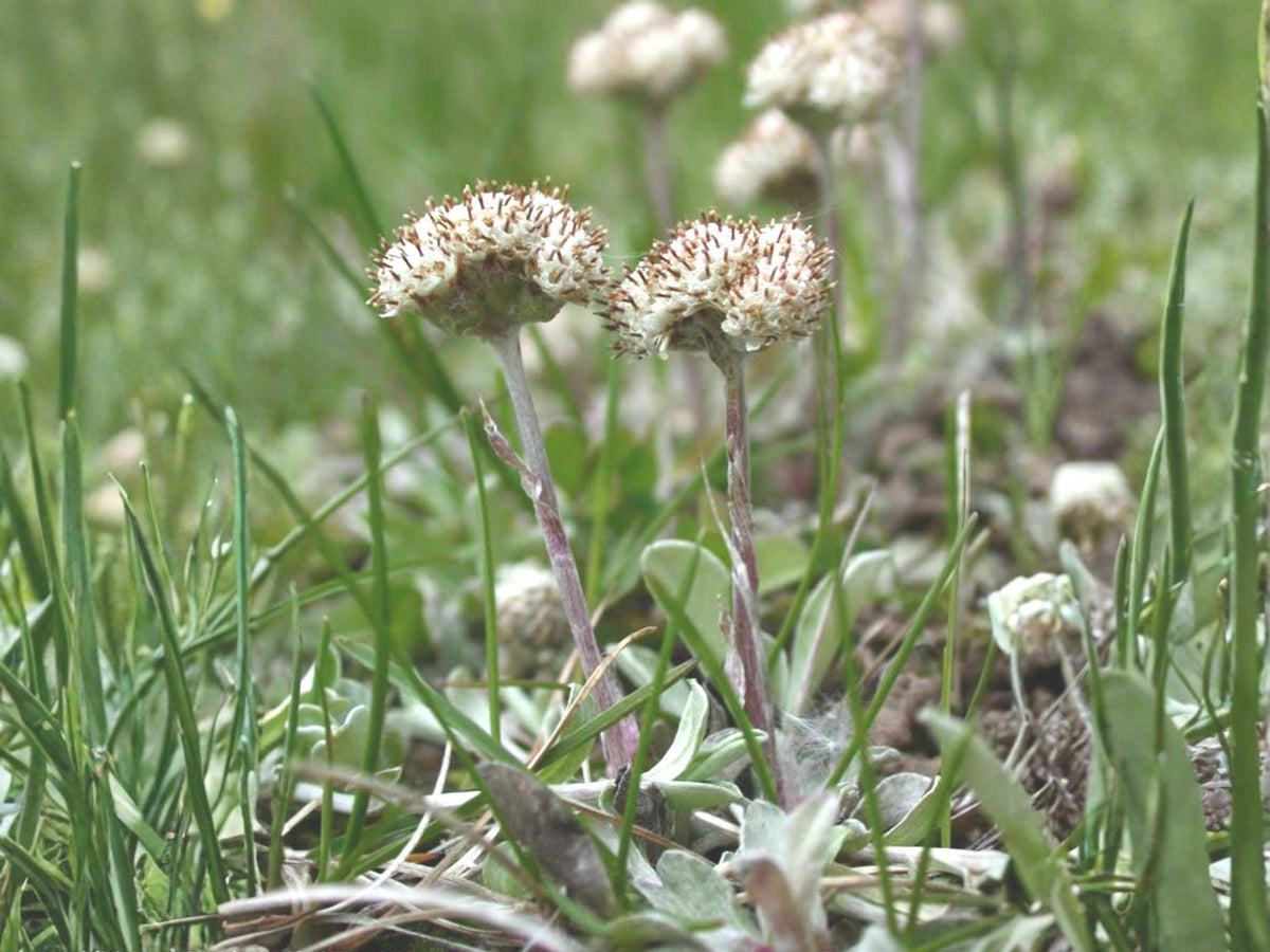 100 Prairie Pussytoes Seeds Antennaria neglecta Wildflower Pollinator Cottage Garden