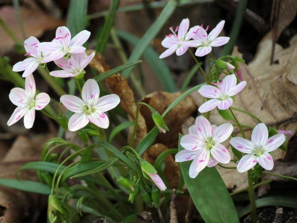 20 Spring Beauty Seeds Claytonia virginica Native Woodland Wildflower Shade Garden