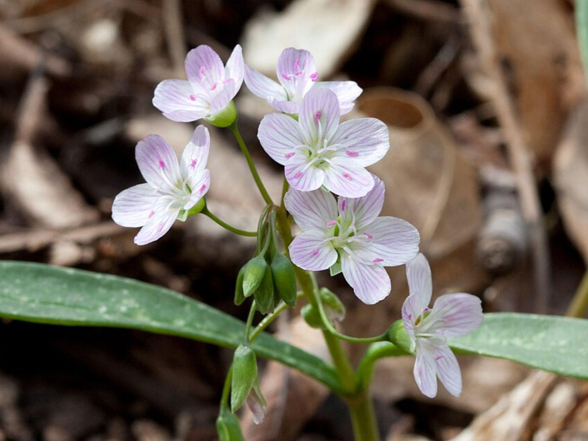 20 Spring Beauty Seeds Claytonia virginica Native Woodland Wildflower Shade Garden